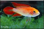 APISTOGRAMMA AGASSIZII SUPER RED