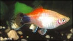 XIPHOPHORUS MACULATUS PLATY KOI