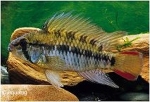 APISTOGRAMMA MACMASTERI RED NECK XL