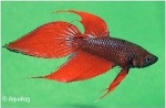 BETTA SPLENDENS - KEMPVIS MAN DIV KLEUREN