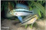 APISTOGRAMMA TRIFASCIATA