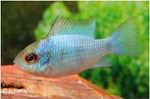 MIKROGEOPHAGUS RAMIREZI ELECTIC BLEU - ANTENNEBAARS  L