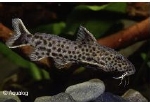 SYNODONTIS MULTIP.SP.BLACK