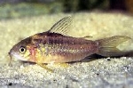 CORYDORAS NANUS - DWERGPANTSERWELS