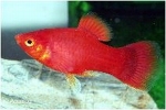 XIPHOPHORUS MACULATUS - PLATY ROOD