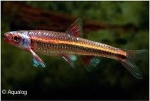 NOTROPIS CHROSOMUS NEONBLAUW - RAINBOW SHINER