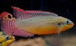 PELVICACHROMIS TAENIATUS MOLIWE