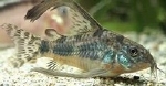 CORYDORAS PALEATUS LONGVIN