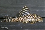 L-66 KING TIGER PLECO HYPANCISTRUS