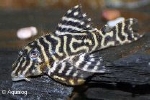 L-340 HYPANCISTRUS SPECI - MEGA CLOWN PLECOSTOMUS