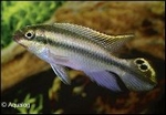 PELVICACHROMIS PULCHER BLEU