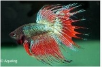 BETTA CROWNTAIL SHOWGRADE