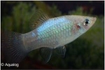 XIPHOPHORUS MACULATUS - PLATY BLAUW