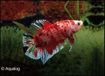 BETTA 3 KLEUR KOI  XL - KEMPVIS