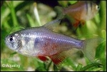 HYPHESSOBRYCON FLAMMEUS - RODE RIO