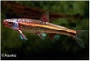 NOTROPIS CHROSOMUS NEONBLAUW - RAINBOW SHINER