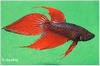 BETTA SPLENDENS - KEMPVIS MAN DIV KLEUREN