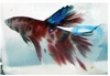 BETTA SUPERDELTA - KEMPVIS DIV KLEUREN